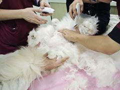 -北京观赏动物医院·24小时大型综合·猫专科·异宠专科