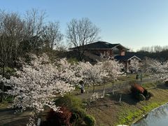 -上海海湾国家森林公园