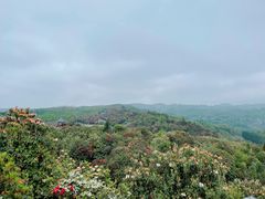 -贵州百里杜鹃风景名胜区