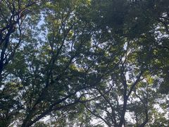 -上海佘山国家森林公园西佘山园