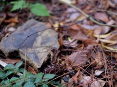 -山王坪喀斯特国家生态公园