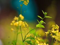 -光明小镇欢乐田园