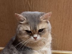 -MOCHA明星猫咖(田子坊店)