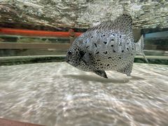 -白金汉爵大酒店·中餐厅(相城店)