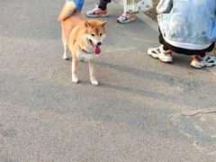 -景田北六街公园宠物主题园