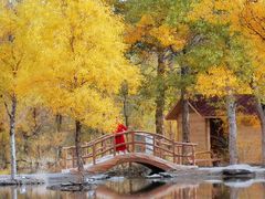 -金塔沙漠胡杨林景区