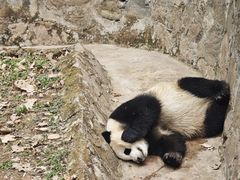-都江堰中华大熊猫苑