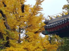 -香山公园