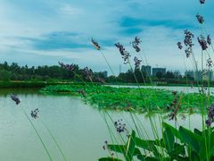 -三圣花乡旅游区