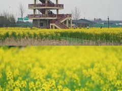 -杭州湾海上花田景区