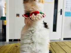 -东莞宠友24H宠物中心医院·转诊夜诊·异宠(新河北路院)