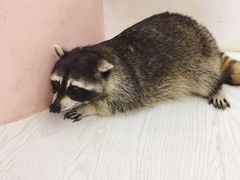 -浣熊柯尔鸭土拨鼠·电玩咖