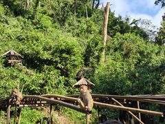 -西双版纳原始森林公园