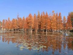 -白鹭湾湿地公园