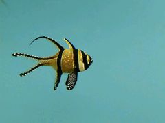 -北戴河圣蓝海洋公园