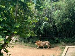 -西霞口神雕山野生动物世界