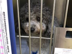 -美联众合动物医院·24h转诊中心