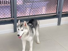 -怪兽屋·羊驼·猫咖·狗咖(俊华广场店)