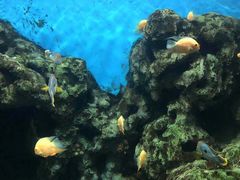 -锦艺城海洋馆