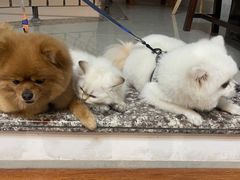 -瑞派康怡24h宠物医院·犬猫医疗中心·微创绝育(瑞景分院)