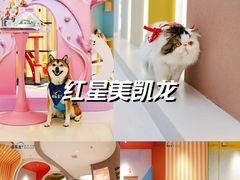 -红星美凯龙(上海沪南店)