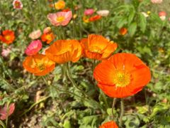 -海心沙亚运公园