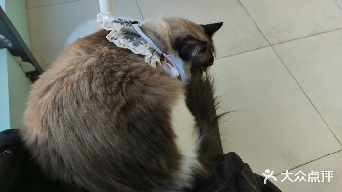 怪兽屋·羊驼·猫咖·狗咖(俊华广场店)图片