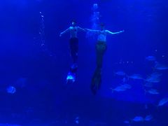 -烟台海昌鲸鲨海洋公园