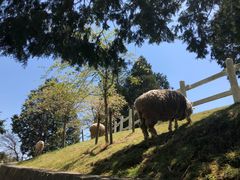 -神户市立六甲山牧场