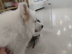 -共舞时光猫咖·狗咖(新街口店)