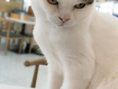 -喵园·猫主题咖啡厅·撸猫·猫咖(国贸店)