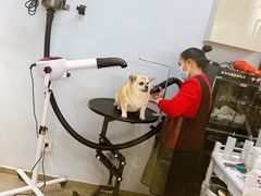 -PETKIT 小佩宠物·德文赛凯猫舍