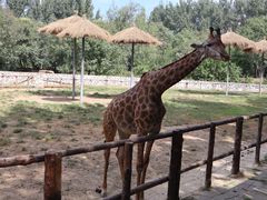 -北京野生动物园