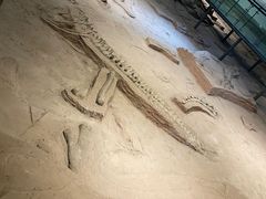 -中国西峡恐龙遗迹园