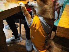 -猫色咖啡·猫咖