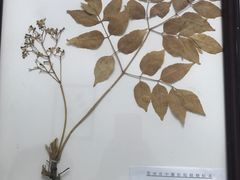 -中医院-的食堂