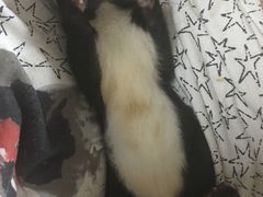 -雨林宠物医院 非犬猫异宠专科