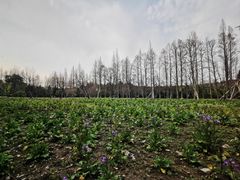 -上海滨江森林公园