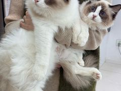 -翊宠yipet猫狗购宠庄园犬舍•猫舍