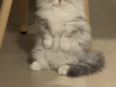 -纳吉亚猫专科动物医院·北北分院