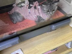 -谐和益家动物医院·免疫绝育·血液透析·宠保定点医院(高新伊藤分院)