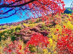 -北京西山国家森林公园