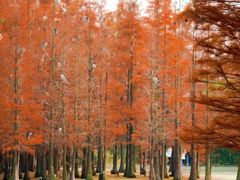 -白鹭湾湿地公园