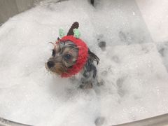 -Oh My Dog宠物沙龙(伊珊娜皮毛护理店)