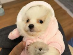 -瑞鹏宠物医院犬猫全科(真大分院)