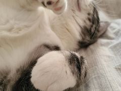 -猫大福·Fortune Cat猫舍(百子湾店)