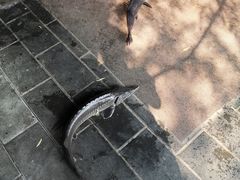 -双新垂钓园