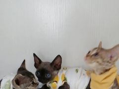 -Bastet sally猫舍购宠(静安店)