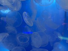 -左海海底世界