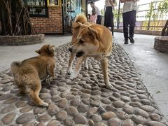-柴犬高等学院·狗咖·柴犬售卖·宠物训练